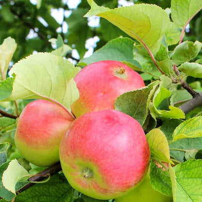 Apple Seeds for Planting – 10+ Heirloom Apple Tree Seeds for Home Garden, Fruit Tree Seeds for Backyard Orchard, Growing Instructions Included
