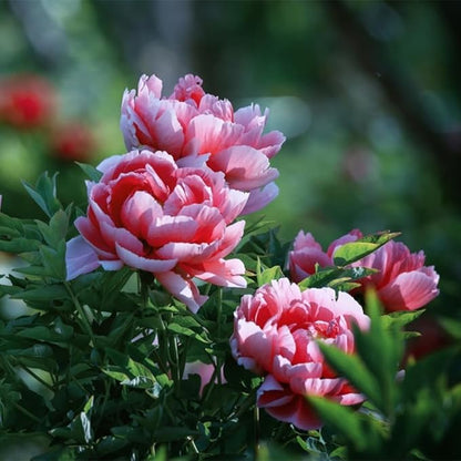 100Pcs Peony Flower Seeds – Premium Peony Seeds for Planting – Easy to Grow Fragrant Garden Flowers for Outdoor, Yard, Patio & Landscaping Decoration