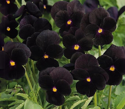 100+ Black Velvet Pansy Viola Seeds Flowers Garden Planting