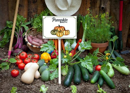 Boylee Vegetable Signs With Stake Pumpkin Garden Signs For Vegetables Herb Garden Signs Garden Name Stakes For Plants 8x12inch Outdoor Indoor Herbs Flowers Potted Plants