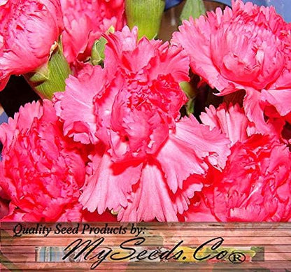 Big Pack - Clove Carnation Seed (5,000 Seeds) - Dianthus caryophyllus Chabaud Mix - Edible Flower Seeds (Big Pack - Clove Carnation)