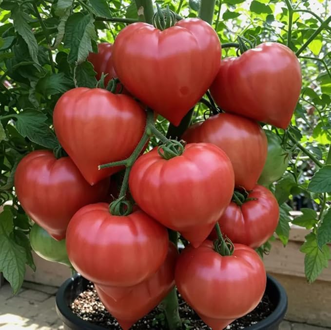 100 Fresh Big Beef Tomato Seeds Non-GMO Vegetable Seeds Heirloom