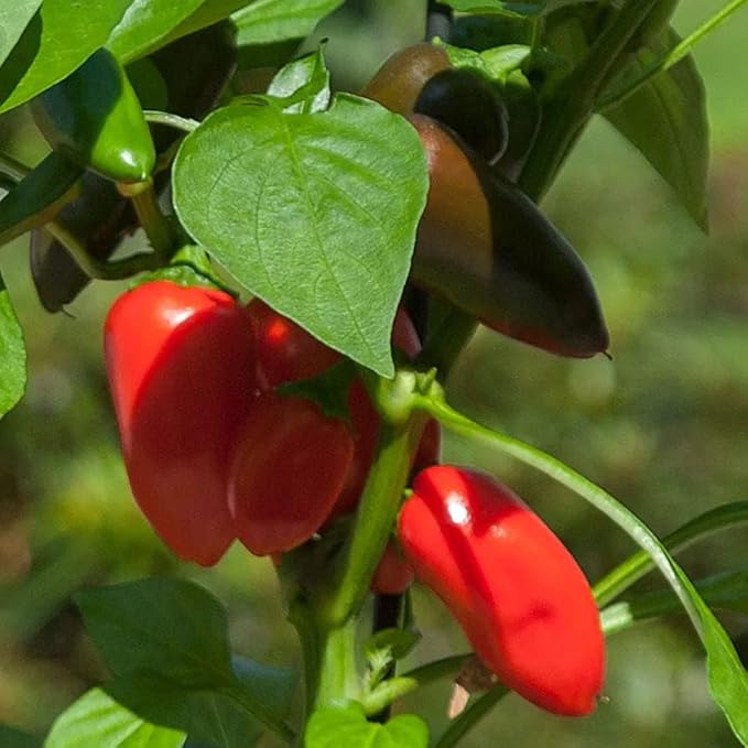 Park Seed Sweet Pepper Vegatable Plant Seeds, Easy to Grow, Spring Garden, Minis Fresh Bites Red, Pack of 10