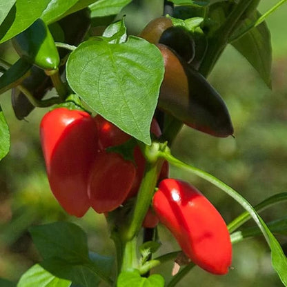 Park Seed Sweet Pepper Vegatable Plant Seeds, Easy to Grow, Spring Garden, Minis Fresh Bites Red, Pack of 10