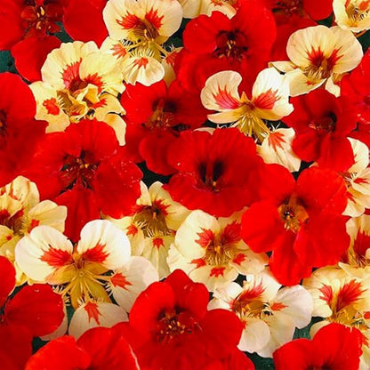 280+ Mix Nasturtium Seeds for Planting-Non-GMO Heirloom Plant Seeds Garden Outdoor