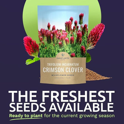 Crimson Clover Seeds for Planting – Bulk 1 Pound Bag – Over 80,000 Open Pollinated Non-GMO Seeds – Trifolium incarnatum