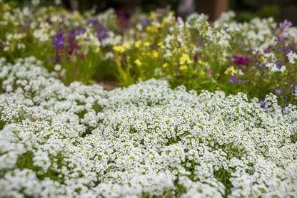 Sweet Alyssum Seeds - Carpet of Snow, Bulk Pack of 50,000 Seeds by Seeds2Go