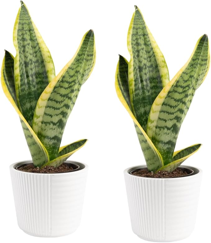 Costa Farms Snake Plant, Live Plant in Decor Pot, Easy to Maintain, Small Air Purifying Succulent Indoor Houseplant, Assorted Variety, Perfect for Home, Room, or Office, 8-12 Inches Tall, Pack of 2