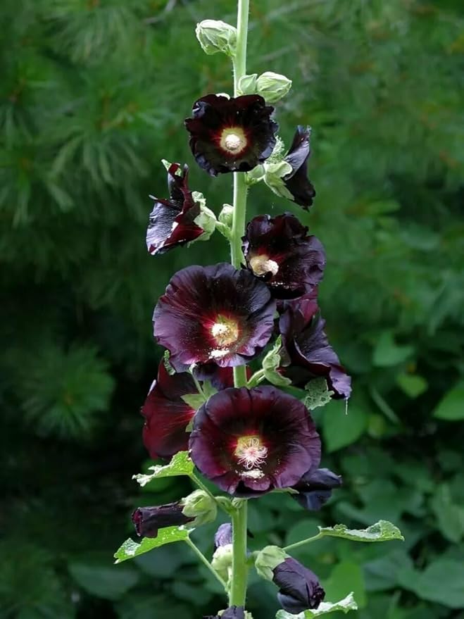 Seeds Hollyhock Nigra Giant Mallow Flower Perennial Outdoor Garden Cut Flowers for Planting
