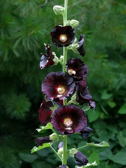 Seeds Hollyhock Nigra Giant Mallow Flower Perennial Outdoor Garden Cut Flowers for Planting