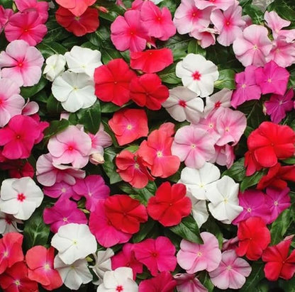 100PCS Mixed Vinca Minor Seeds Periwinkle Home Garden Seeds Heirloom Flower Seeds