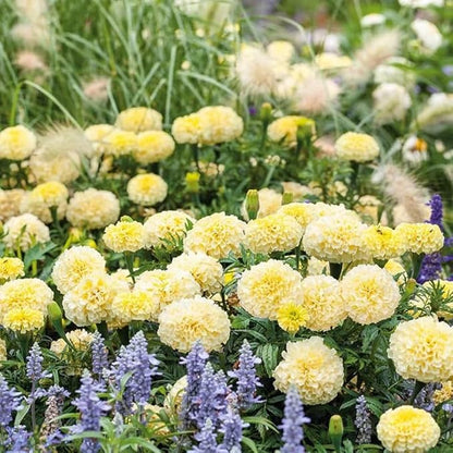 100pcs Moonlight Marigold Seeds Tall Creamy White Flowers Large Double Flowers Heirloom Non-GMO Tagetes patula
