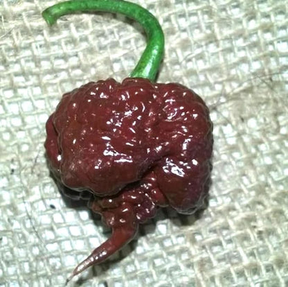 100PCS Chocolate Carolina Reaper Chili Pepper Seeds World Record Hot Pepper Seeds Heirloom