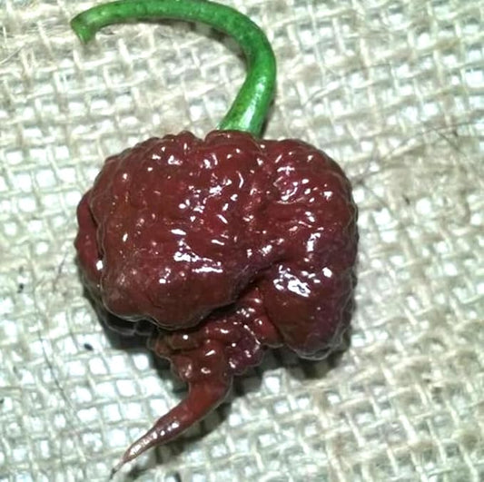 100PCS Chocolate Carolina Reaper Chili Pepper Seeds World Record Hot Pepper Seeds Heirloom