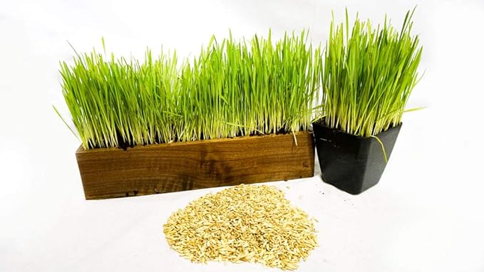 Thunder Acres Cat Grass Blend - Wheat, Barley, Oats, and Rye Seed Mix - Non-GMO - Certified Organic - Bonus CAT Toy (1 oz)