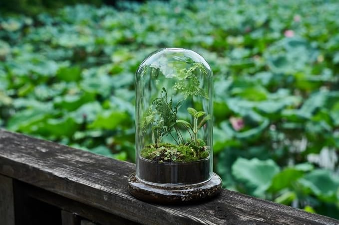 Glass Cloche Dome Terrarium with Base & Ventilation Holes -7.9"x4.7"Clear Display Case for Carnivorous Plants,Succulents,Venus Flytrap & Eternal Roses,Small Desktop Decor Gift Box(No Plants Included)