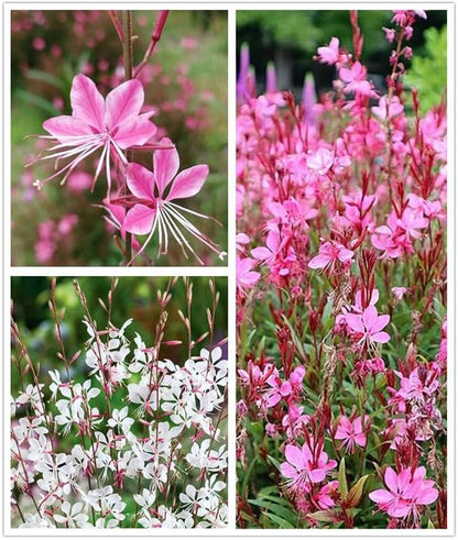 100PCS Gaura Lindheimeri Flower Seeds Wildflower Flower Seeds Heirloom