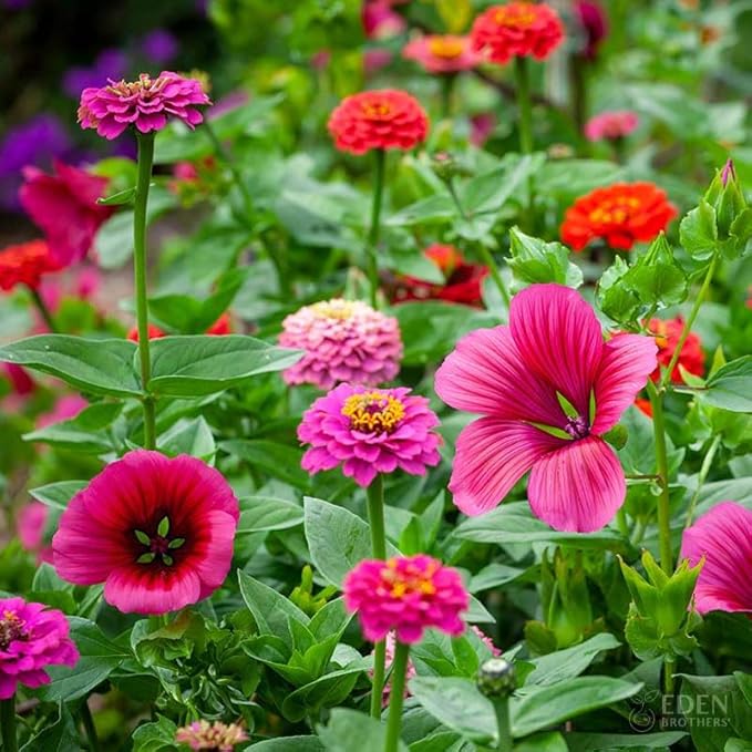 Eden Brothers Cupid's Flower Seed Mixed Seeds for Planting, 1 oz, 4,800,000+ Seeds with Malop Vulcan, Zinnia | Attracts Pollinators, Plant in Spring, Zones 2, 3, 4, 5, 6, 7, 8, 9, 10