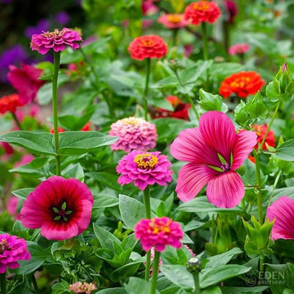 Eden Brothers Cupid's Flower Seed Mixed Seeds for Planting, 1/4 lb, 120,000+ Seeds with Malop Vulcan, Zinnia | Attracts Pollinators, Plant in Spring, Zones 2, 3, 4, 5, 6, 7, 8, 9, 10