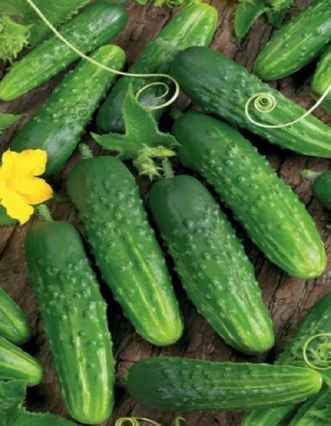 Seeds Self-Pollinated Cucumber Market/Indoor / 38 Days/Non GMO/Hybrid