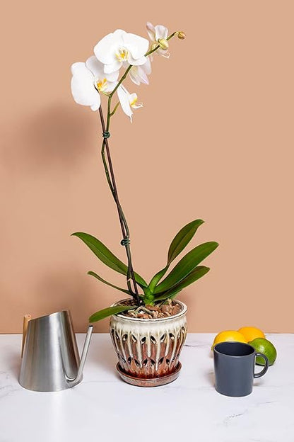 rePotme Orchid Food - Feed ME! MSU Orchid Fertilizer for RO/Rain/Tap Water (8 oz)