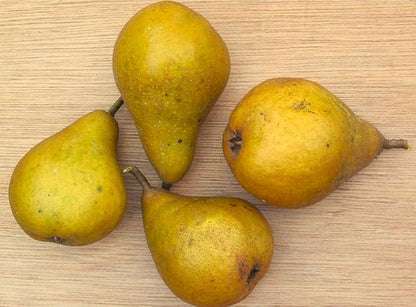 TomorrowSeeds - Bartlett Pear Tree Seeds - 60+ Count - for 2026 Planting Williams Common Domestic European Pears Flowering Edible Perennial Fruit Trees Perennial Grow Your Own Home Farm Patio Healthy