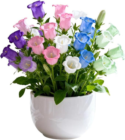 0000 Campanula Seeds Easy to Grow for Garden, Container Planting & Landscaping, Open Pollinated Flower Seeds for Outdoor/Indoor