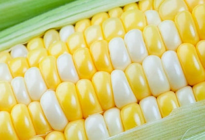 Peaches and Cream Sweet Corn Seeds (250+ Seeds) – Bicolor Yellow and White Kernels, Sugary Enhanced Hybrid for Home Gardens, Tender Sweet Flavor, Summer Harvest Vegetable Seed