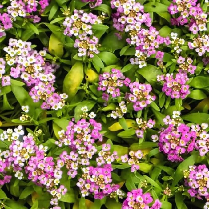 100+ Pink Rosie O'Day Alyssum Seeds Groundcover Flowers Garden Planting