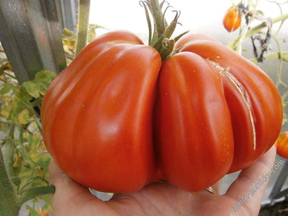 Large Tomato 100 Pounds Seeds for Planting Around 25 Seeds Non-GMO