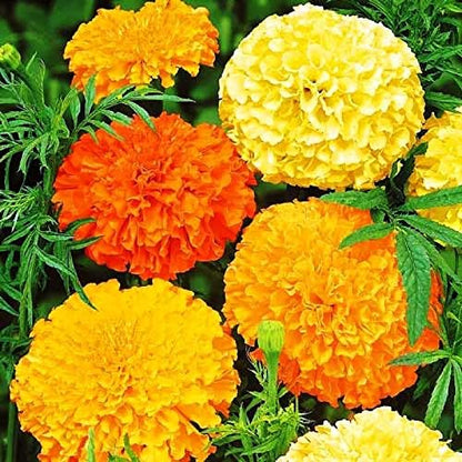 Seeds Flowers Mexican Marigold Cool Mix Annual - 250 Seeds