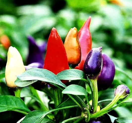 Pepper Masquerad Ornamental Hot Chili Pepper Multicolor 50+ Seeds for Planting Ideal for Pots