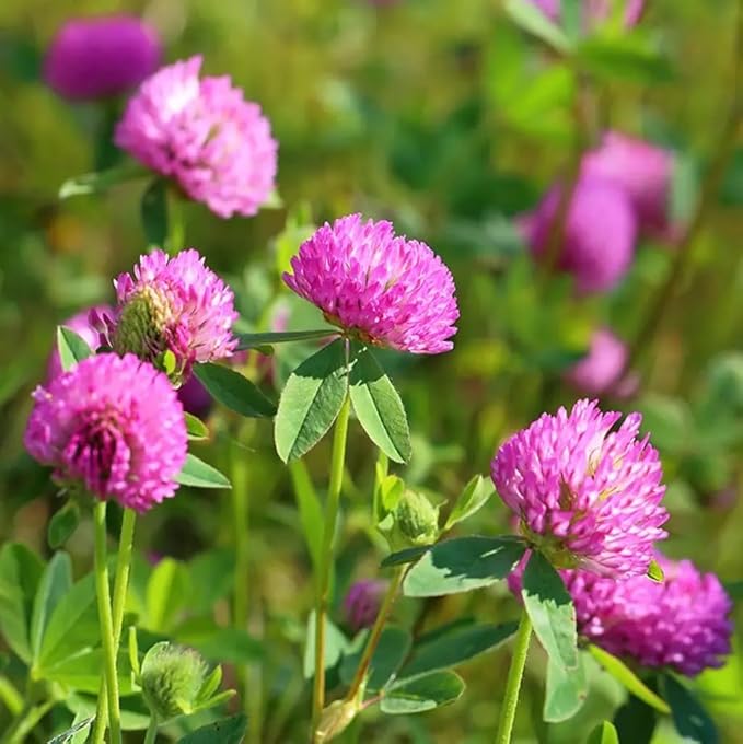Red Clover Seeds, Nitro-Coated and Inoculated, 1 Pound Pack by Seeds2Go