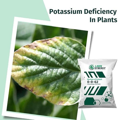 0-0-62 Muriate of Potash Plant & Lawn Fertilizer - Strengthens Cell Walls - 15lbs. - Covers 9,000 sqft