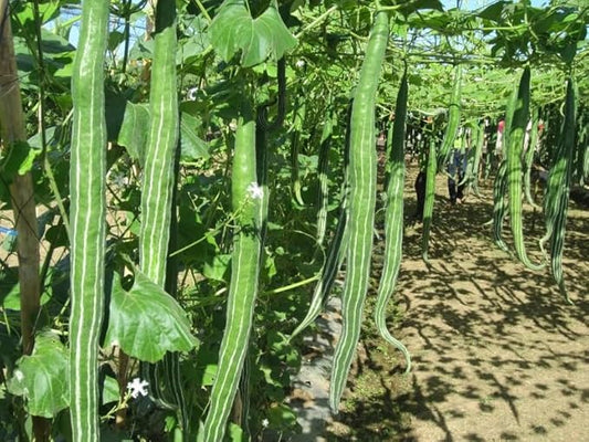 20 Seeds Padwal Maharashtra; Indian Long Snake Viper Gourd Seeds; Chichinda; Chinese Python Snake Bean