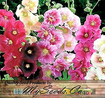 Big Pack - Hollyhock Single Mix Seed (3,000 Seeds) - Alcea rosea Heirloom Seeds - White to Dark red, Including Pink, Yellow and Orange Edible Flower Seeds (Big Pack - Hollyhock Mix)