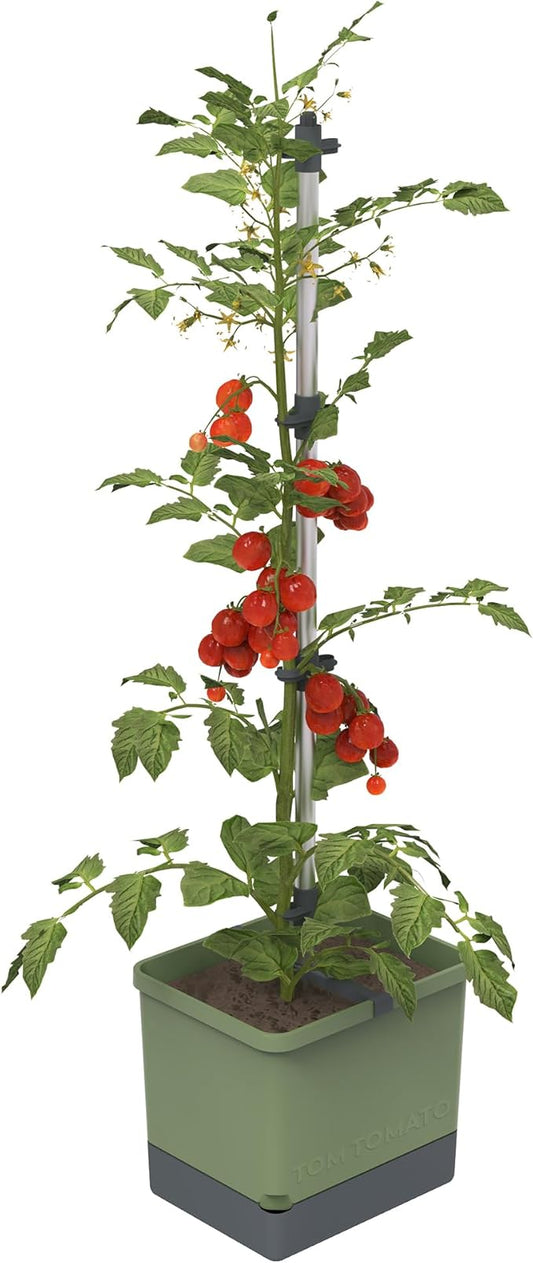 BUZZY Seeds Self-Watering Vertical Tomato Planter with Trellis – 1.2 Gal Reservoir, Large Capacity Planter for Tomatoes & Climbing Plants (Green)