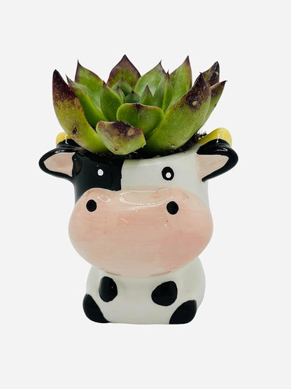 CZ Grain 1 Pot | 3 Inch | Small Succulent Plant Ceramic Animal Pot, Cute Home and Office Decor (Cow)