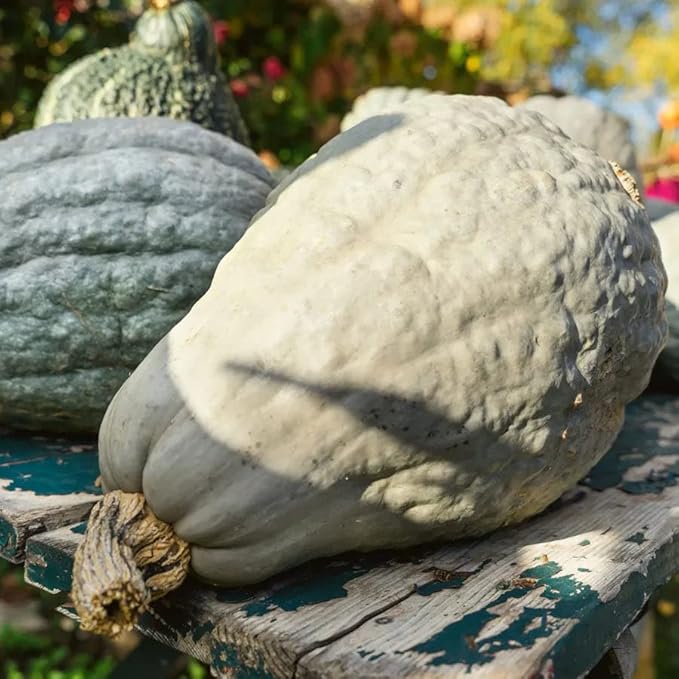 Park Seed Hubbard Blue Organic Winter Squash Seeds – Heirloom Variety with Pale Blue Rind, Large 15–30 lbs, Rich Semisweet Nutty Flesh, Ideal for Roasting & Baking, Seed-Saving Friendly, Pack of 20