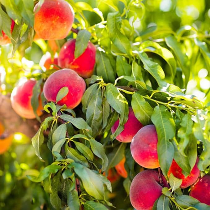 5+ Organic Peach Fruit Tree Seeds for Planting-Peaches Seeds Made in USA Seed Non-GMO Heirloom for Garden Outdoor