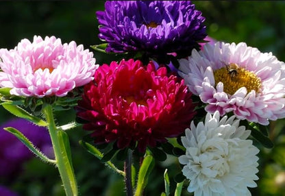 200+ Perennial Aster Flower Seeds for Planting Outdoors-Rainbow Flower Garden Home Fragrant Butterfly