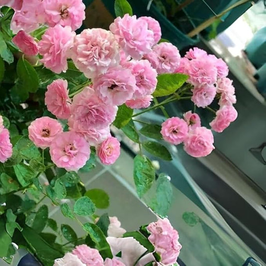 50+ Pink White Rose Seeds Fragrant Rose Flowers Garden Planting