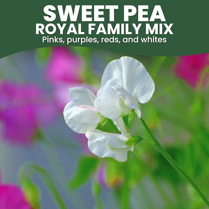 Sweet Pea Royal Family Mix – 50 Seeds for Planting – 2026 Season – 5 Grams