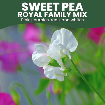 Sweet Pea Royal Family Mix – 50 Seeds for Planting – 2026 Season – 5 Grams