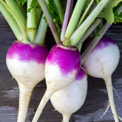 Outsidepride Purple Top Turnip Seeds - 10 Lbs High-Yield, High Protein Turnip Seed, Ideal Cover Crop, for Forage, Grazing Livestock, High Energy Deer Food Plot & Soil Improvement