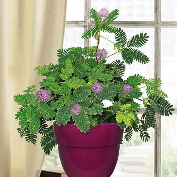 40+ Seeds Mimosa Shy Sensitive Plant Fast Growing - Flower Pink