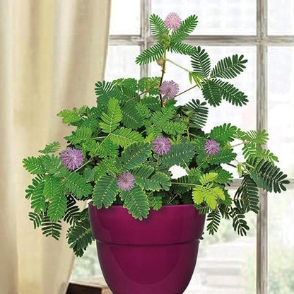 40+ Seeds Mimosa Shy Sensitive Plant Fast Growing - Flower Pink