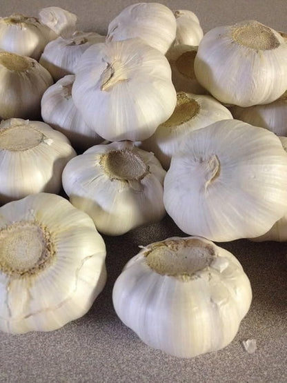 Garlic Seed Bulbs, Large Cloves, Cold Hardy, Bold Flavor (10)