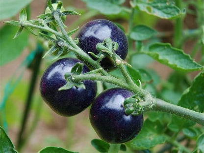 Seeds Indigo Rose Cherry Tomato/Indeterminate Type/Non GMO/Heirloom