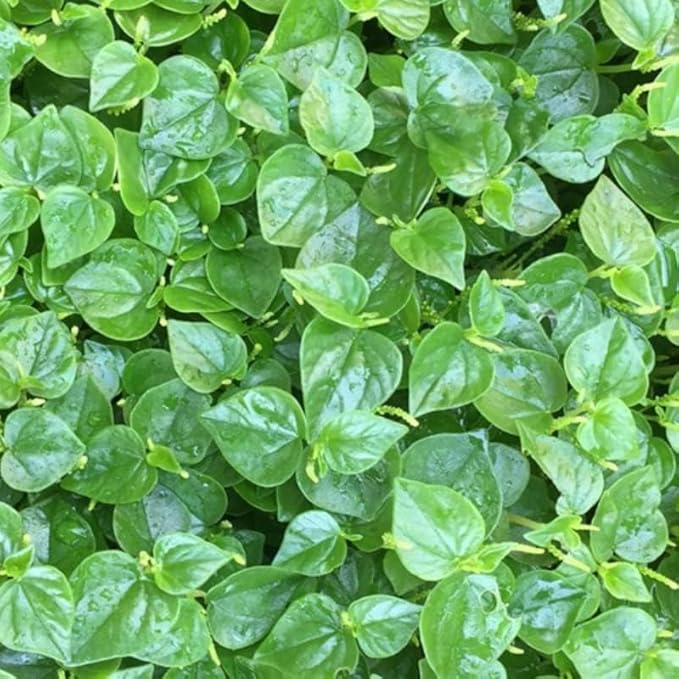 Crab Claw Seeds 5000pcs - Rau Cang Cua - Herb Peperomia Pellucida Pansit Pansitan Shiny Bush | Non GMO | Heirloom | High Germination Rate